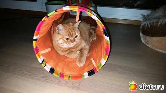 Лео, альбом: мои мордопузы