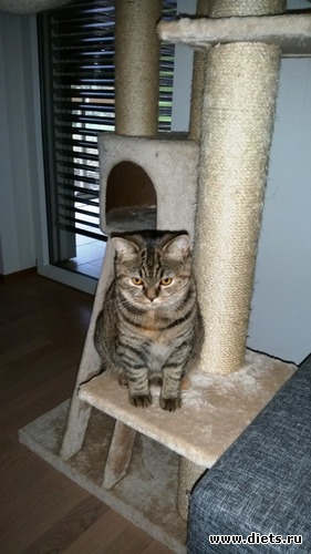 Джоя, альбом: мои мордопузы