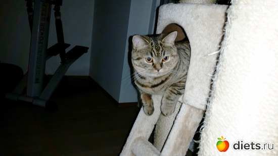 Джоя, альбом: мои мордопузы