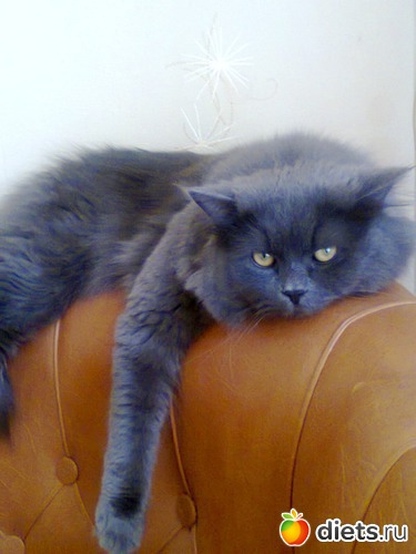 Тоша, альбом: Мои любимые...