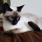 Кот из Ульяновска стал членом велоклуба