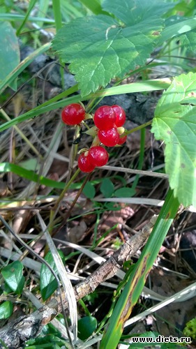 21 ����: ������� 2016