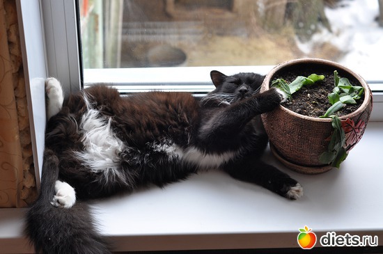 3 ����: ������