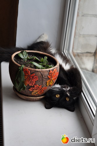 4 ����: ������