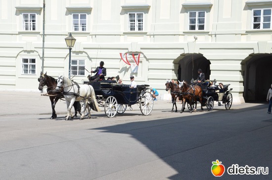 33 ����: ³����-�������� 2016