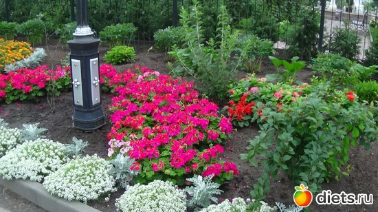 39 ����: �����  �������