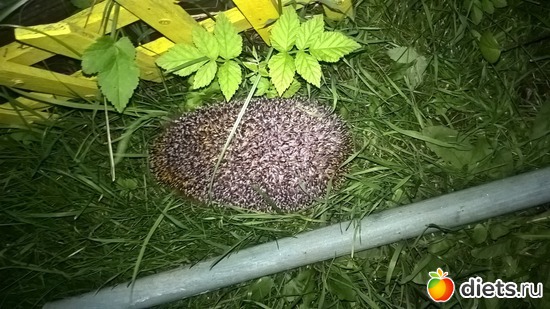 1 ����: ��������, ������ ��������