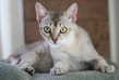 Сингапурская кошка.