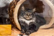�������� ����� ����-��� ROYAL CANIN 2016