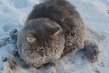 &quot;Смотрите под свои автомобили- не примерзла ли кошка в лед от мороза...&quot;Видео: &quot;Южноуральцы спасли кота, вмерзшего при -35 в лед&quot;