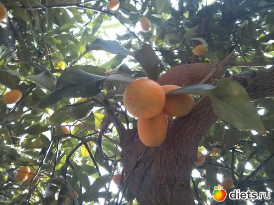 174 фото: Природа...