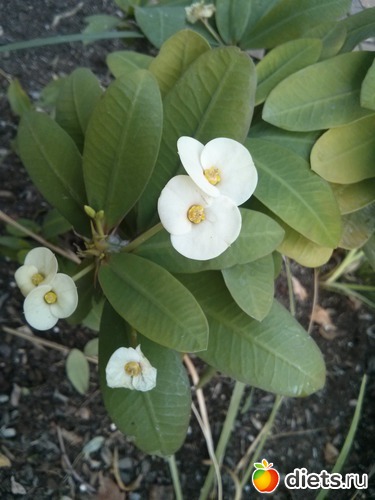 177 фото: Природа...