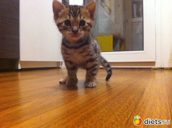 1 ����: ��� ��������