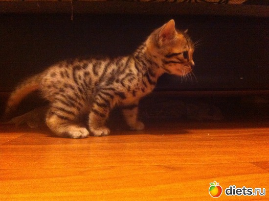 2 ����: ��� ��������