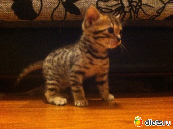 3 ����: ��� ��������