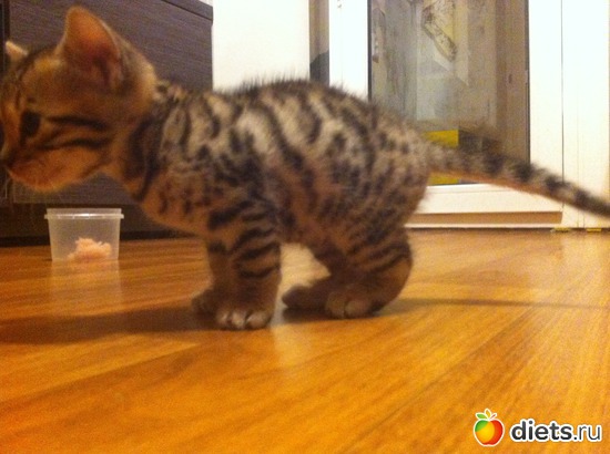 4 ����: ��� ��������