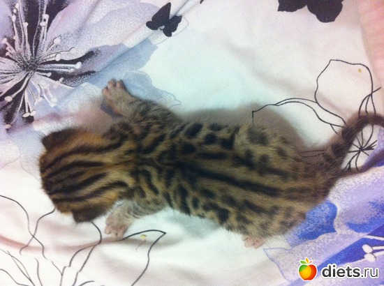 6 ����: ��� ��������