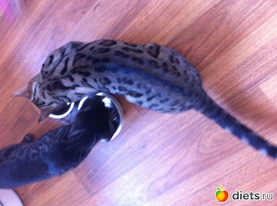 7 ����: ��� ��������