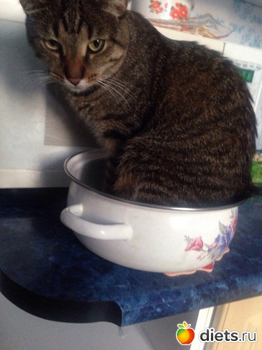 Буду вкусной, альбом: Наши братья меньшие