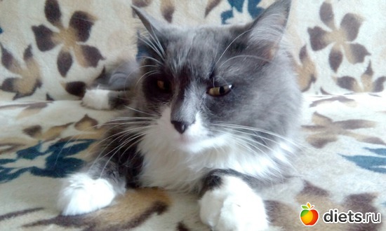 5 фото: Наши братья меньшие