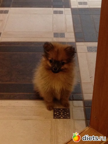 Маленькая принцеска, альбом: Наши братья меньшие