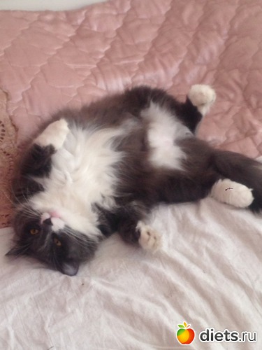 Хорошо дома на кроватке, альбом: Наши братья меньшие