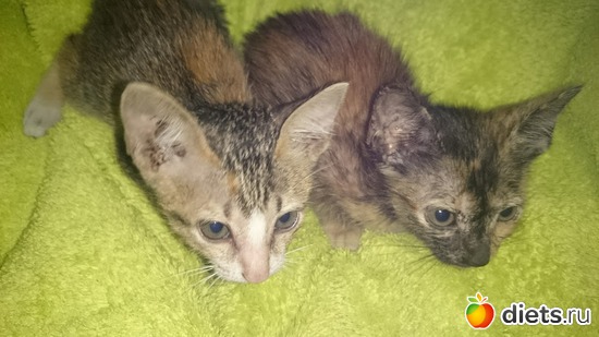 ������ ������ ����, ������: ��� ��������