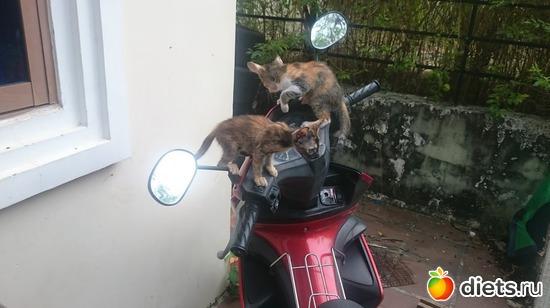 ���������.., ������: ��� ��������