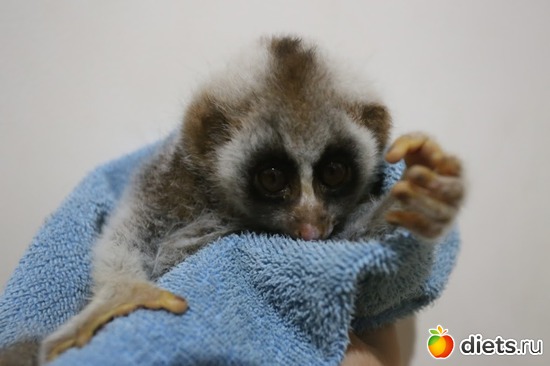 ����� ������ ���..2, ������: ��� ��������