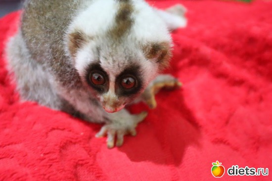 ����� ������ ���..4, ������: ��� ��������