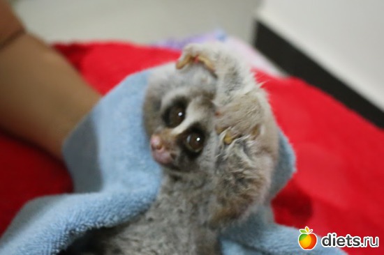 ����� ������ ���..5, ������: ��� ��������