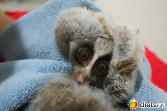 ����� ������ ���..6, ������: ��� ��������