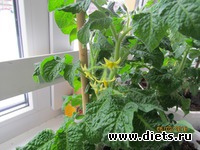 Помидоры черри вместо цветов.