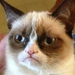 # Grumpy  cat
