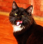 13/90 Белковый вкусный