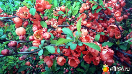 4 ����: �����