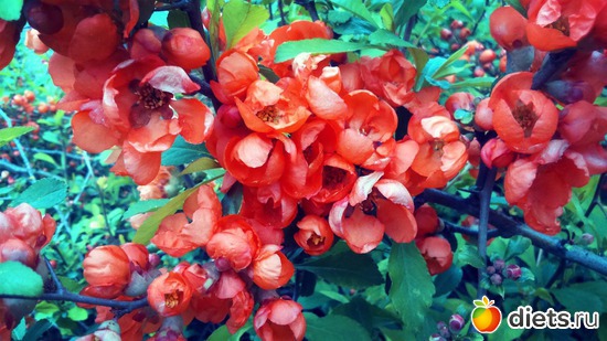 9 ����: �����