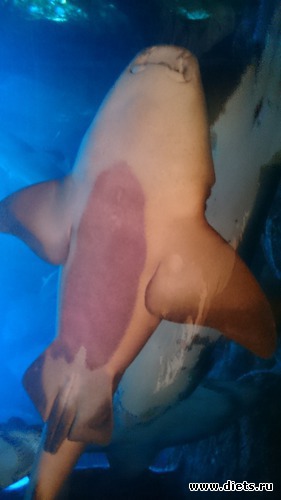 27 ����: �����, 5.12.2015