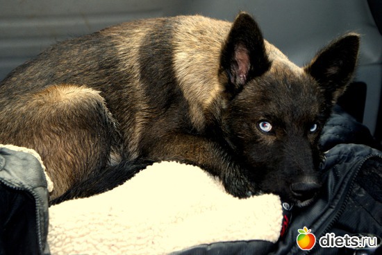 еще маленький, 3 месяца, альбом: мои животные