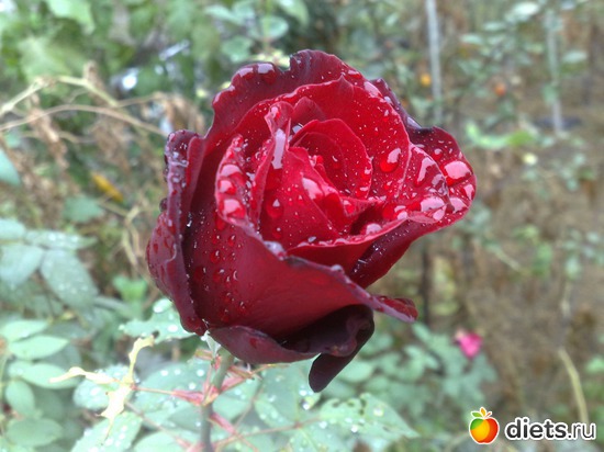 ���� �� ����� ����, ������: ��� � 2015