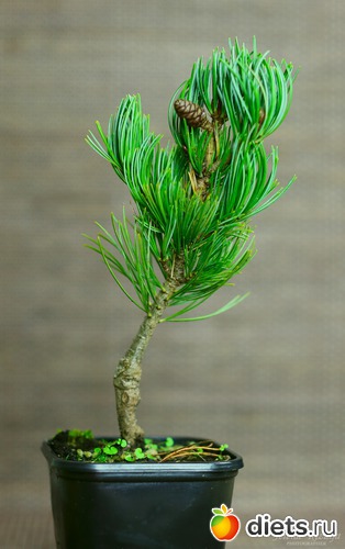 �� �����, ������: ������ ������