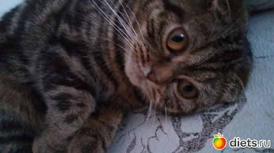15 ����: ��� �����-�����