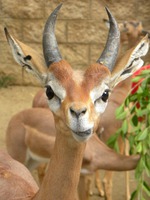 4 день или дети демарализаторы...