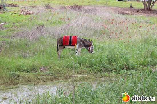 136 фото: Природа...