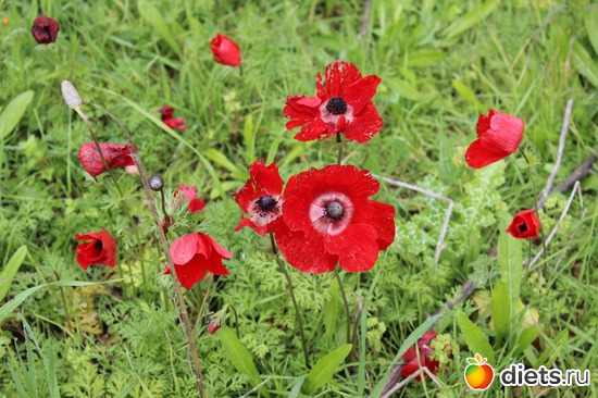 137 фото: Природа...