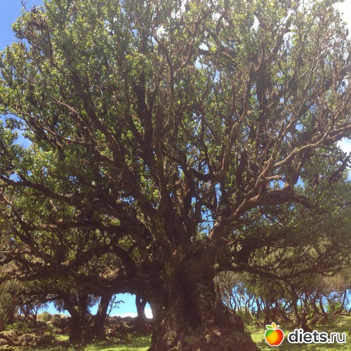 206 ����: ������� ���� 2016