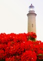 Flammenbaum - �������� ������ � ���� Faro � Maspalomas
