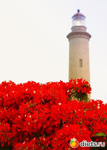 Flammenbaum - �������� ������ � ���� Faro � Maspalomas, ������: Gran Canaria 20.06-01.07.2016