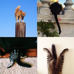 Ох, уж эти кисы!