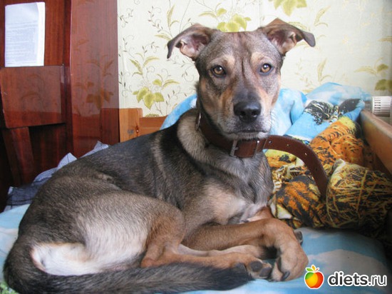 ��������� (������ �� ����� ���), ������: �����������